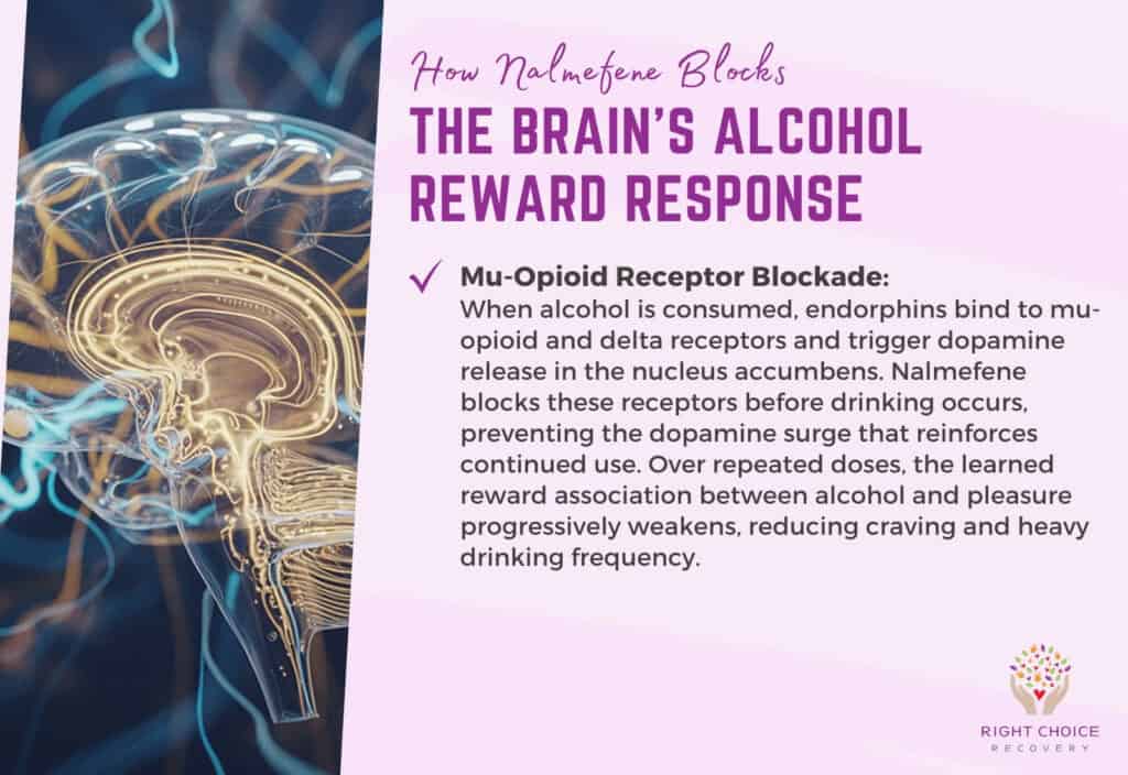 How Nalmefene Blocks the Brain's Alcohol Reward Response